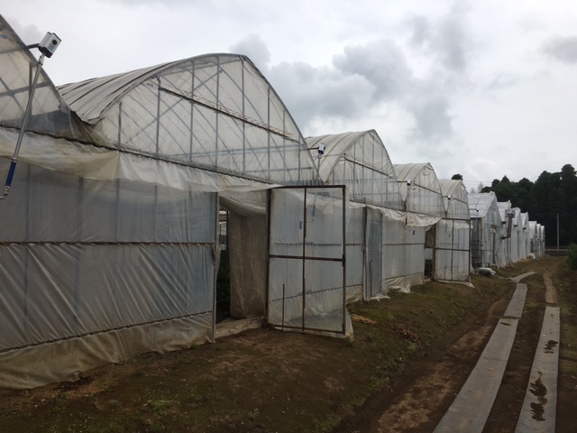 イチゴのビニールハウス
