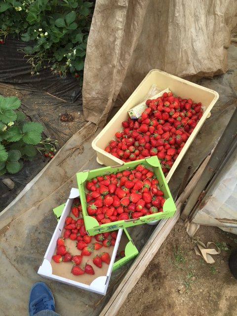 収穫したイチゴ
