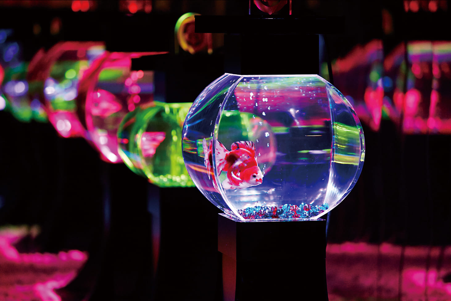 アートアクアリウム